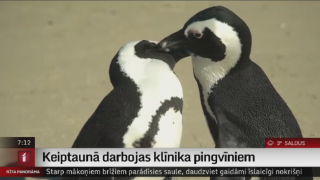 Keiptaunā darbojas klīnika pingvīniem