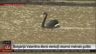 Bulgārijā Valentīna dienā vientuļš skumst melnais gulbis