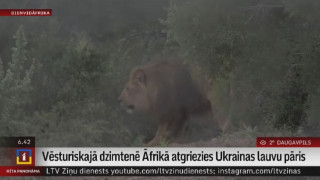 Vēsturiskajā dzimtenē Āfrikā atgriezies Ukrainas lauvu pāris