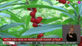 Mežos zied viens no indīgākajiem augiem Latvijā