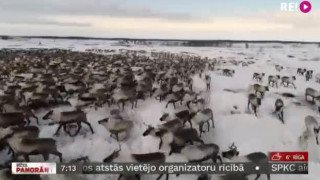 Krievijā nofilmēta ziemeļbriežu "riņķa deja"