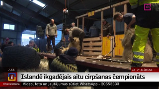 Islandē ikgadējais aitu cirpšanas čempionāts