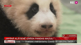 Japānā klātienē izrāda pandas mazuli