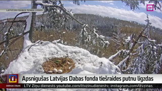 Apsnigušas Latvijas Dabas fonda tiešraides putnu ligzdas