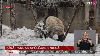 Ķīnā pandas spēlējas sniegā