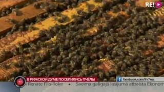 В Рижской Думе поселились пчёлы