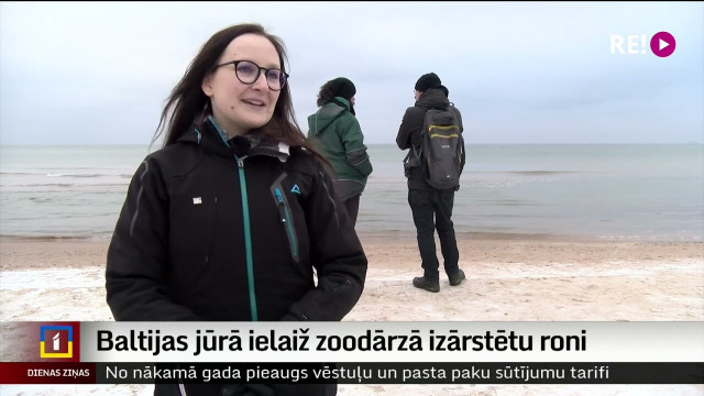 Baltijas jūrā ielaiž zoodārzā izārstētu roni
