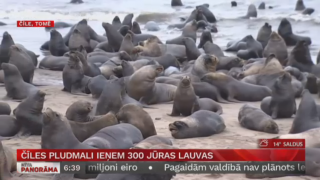 Čīles pludmali ieņem 300 jūras lauvas
