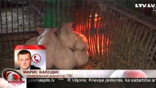 В Латвии констатирована африканская свиная чума