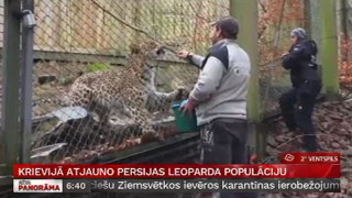 Krievijā  atjauno Persijas leoparda populāciju