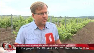 Labs vīns no Latvijas vīnogām – sarežģīts izaicinājums