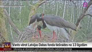 Varēs vērot Latvijas Dabas fonda tiešraides no 13 ligzdām