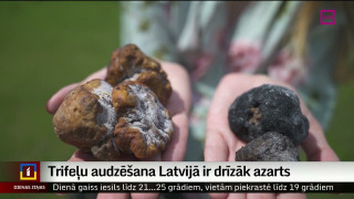 Eksotiskās sēnes trifeles audzētāji Latvijā azartu nezaudē