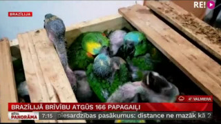 Brazīlijā  brīvību atgūs  166 papagaiļi