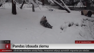 Pandas izbauda ziemu