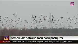 Zemniekus satrauc zosu baru postījumi