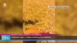 Подёнки: жить, чтобы спариться и умереть