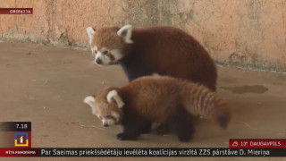 Grieķijas zoo piedzimusi sarkanā panda
