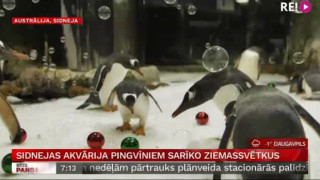 Sidnejas akvārija pingvīniem sarīko Ziemassvētkus
