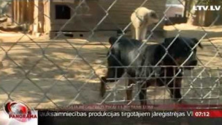 Oficiāli Latvijā reģistrēti tikai 11 bīstami suņi