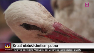 Krusā cietuši simtiem putnu