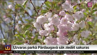 Uzvaras parkā Pārdaugavā sāk ziedēt sakuras