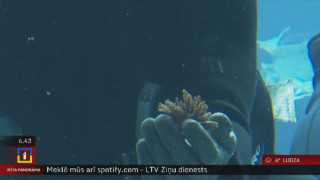 Eiropas akvārijos veido izzūdošo koraļļu sugu "banku"
