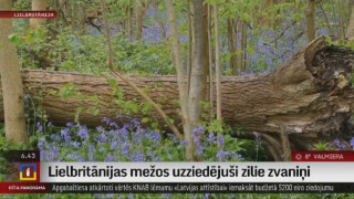 Lielbritānijas mežos uzziedējuši zilie zvaniņi