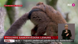 Piedzimis sarkanvēdera lemurs