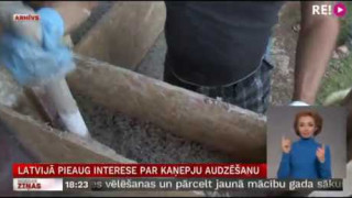 Latvijā pieaug interese par kaņepju audzēšanu