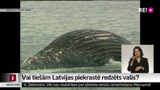Vai tiešām Latvijas piekrastē redzēts valis?