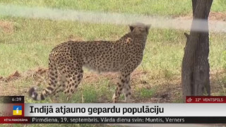 Indijā atjauno gepardu populāciju