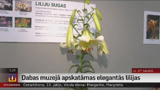 Dabas muzejā apskatāmas elegantās lilijas