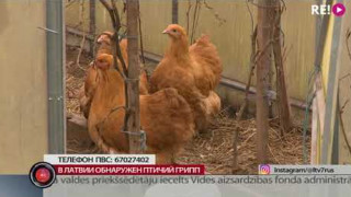 В Латвии обнаружен птичий грипп