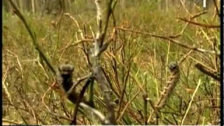 Taureņu kāpuri apēd mežu