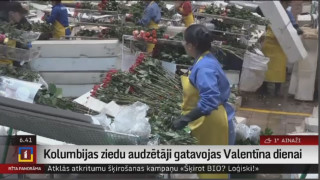 Kolumbijas ziedu audzētāji gatavojas Valentīna dienai