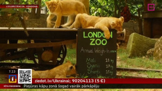 Londonas zoodārzā notiek ikgadējā dzīvnieku svēršana