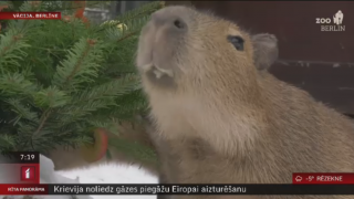 Kapibaras tiek pie Ziemassvētku kārumiem