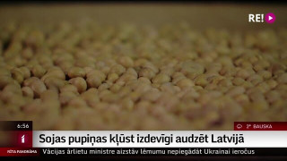 Sojas pupiņas kļūst izdevīgi audzēt Latvijā