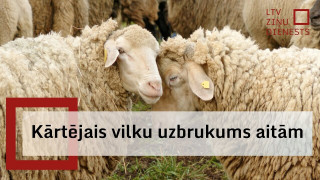 Kārtējais vilku uzbrukums aitām