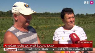 Arbūzu raža Latvijā šogad laba