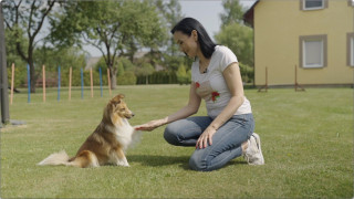 Kopīgs sports stiprina attiecības - dziedātāja Baiba Ozoliņa adžiliti māca visiem saviem suņiem!