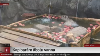 Kapibarām ābolu vanna
