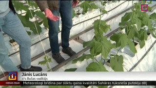 Latvijas dārzeņu audzētāji gatavojas pavasara pirmajām ražām
