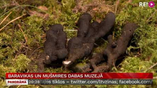 Baravikas un mušmires Dabas muzejā