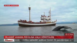Islandē vasara pievilina vaļu vērotājus