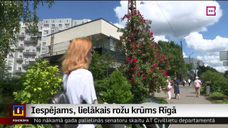 Iespējams, lielākais rožu krūms Rīgā – Purvciemā