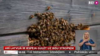 Arī Latvijā ir iespēja gulēt uz bišu stropiem