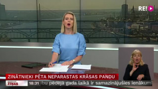 Zinātnieki pēta neparastas krāsas pandu