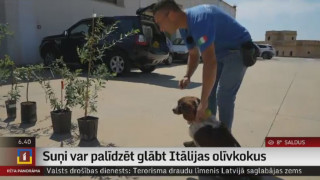 Suņi var palīdzēt glābt Itālijas olīvkokus